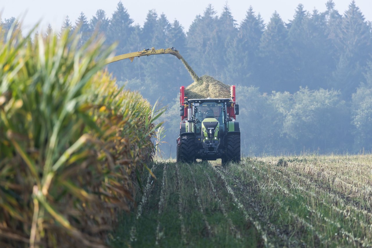 Bild 141 - Maisernte